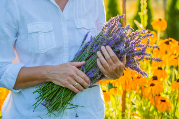 Hands of the woman holding a bunch of lavender flowers.