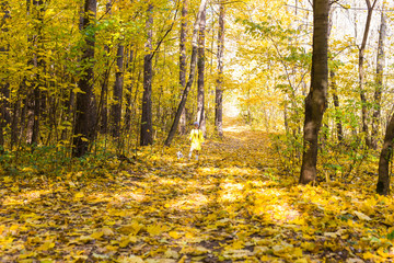 Little girl playing with her dog in autumn forest. Child and jack russell terrier dog.