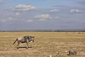 Naklejka na ściany i meble Wild antelopes in the African savannah. On the yellow dry grass stands a wildebeest in profile. A group of animals grazes in the distance, dust tornadoes are visible. Cloudy sky. Kenya. Amboseli park.
