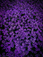 Obraz premium purple flower background