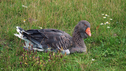 Ural gray goose sits on green grass and looks at the camera