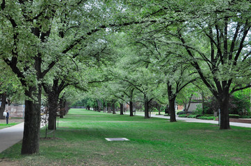 trees in the park