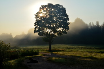 Obraz na płótnie Canvas Landscape early in the morning with the sun behind the tree and morning fog