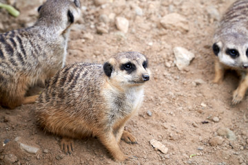 A family of meerkats lies on the sand and looks away
