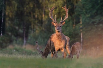 Naklejka na ściany i meble Beautiful red deer in the nature habitat. Wildlife scene from european nature. Cervus elaphus