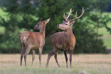 Naklejka na ściany i meble Red deer, cervus elpahus, couple in autum during mating season. Male and female of wild animals in natural environment. Love between animals.