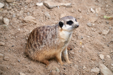 Little meerkat sitting on the sand and looks away