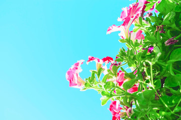 Pink petunia flowers against the blue sky.
