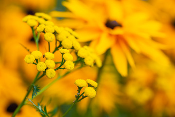  Yellow tansy and rudbeckia flowers in the summer garden.