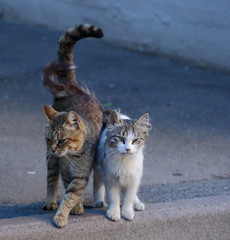 Two cats on the pavement with their tails crossed