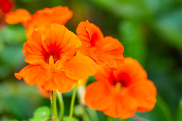 Fototapeta premium Blooming nasturtium flower in the garden.