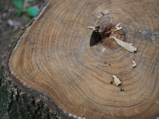 切り株の表面の年輪