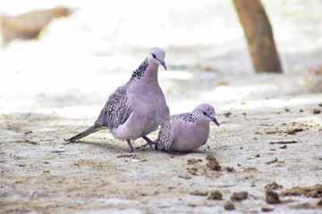 pigeon on the sand