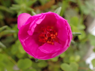 夏の朝の咲き始めたピンクの松葉ボタンの蕾
