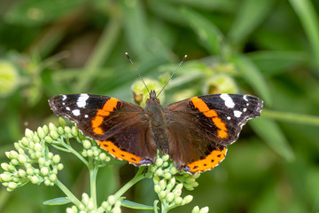 Large butterfly sits on a blossom against a blurred green background