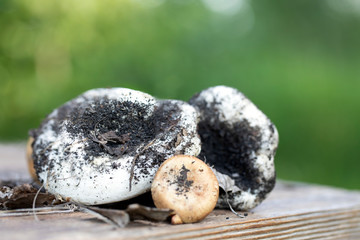 Mushrooms on table close up. Lactarius vellereus