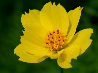 黄色い花のクローズアップ