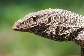 Portrait of indian monitor, Varanus bengalensis