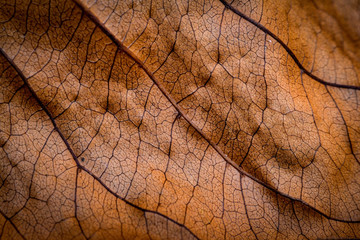 Macro dried leaf backgrounds.