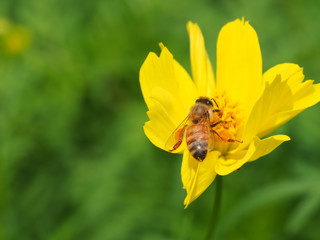 黄色い花とミツバチ