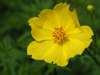 黄色い花のクローズアップ