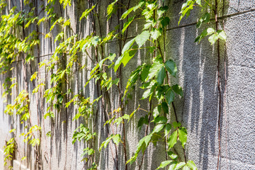 Green grass hanging down a cement wall. 
