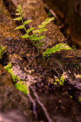 A small fern on the succulent rock of water
