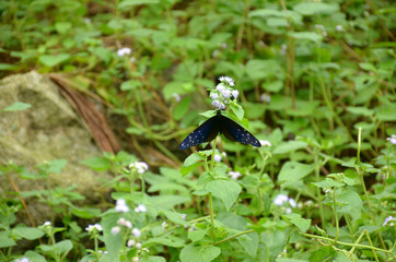 the blue color butterfly on the grass plant in the forest