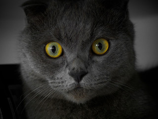 british cat with beautiful eyes