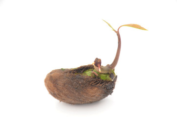 the brown red mango complex soil heap isolated on white background