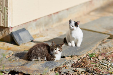 木の板の上でリラックスしている2匹の子猫