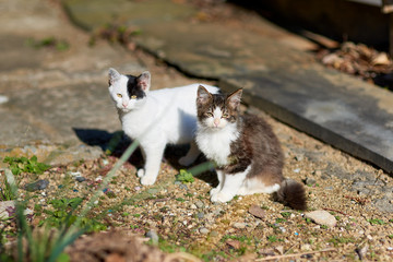 砂の上に立っている2匹の子猫