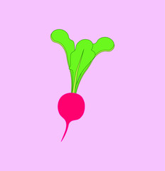vegetable radish, illustration for web and mobile design.