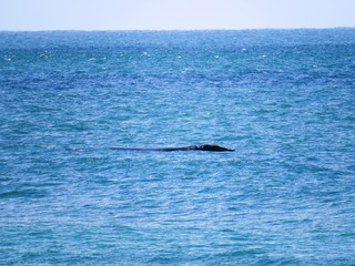 Fototapeta premium Whalewatching