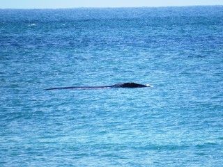 Fototapeta premium Whalewatching