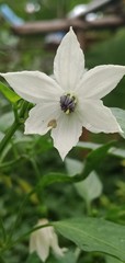 white flower