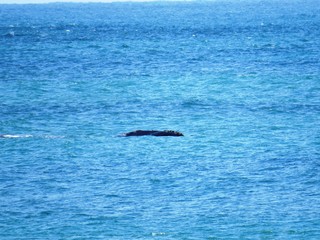 Obraz premium Whalewatching