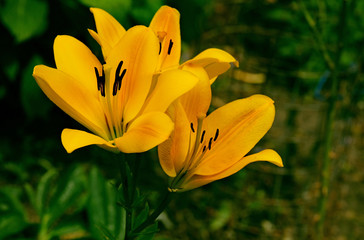 Yellow bright lilies