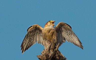 The red-necked falcon is a bird of prey in the falcon family with two disjunct populations, one in...