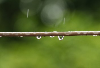 water drop on a wire wallpaper