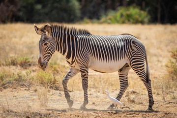 Landscape side view of full body Grevy's Zebra walking in full sun in Samburu Kenya