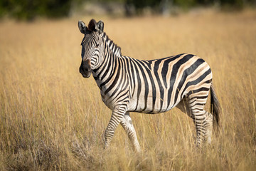 Fototapeta premium Side view of full body of zebra with catchlight walking in grassy plains of Moremi Botswana