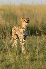 Vertical full body portrait of adult cheetah with amber eyes walking in tall green grass in Masai Mara Kenya