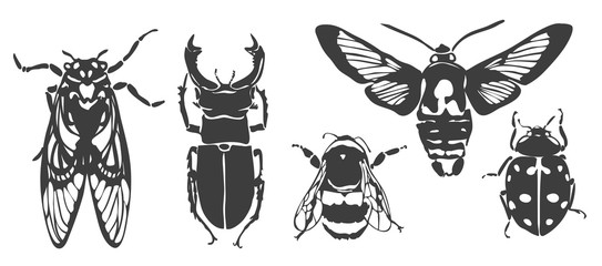 vector drawings of insects. Cicada, stag beetle, bumblebee, night moth, ladybug © kozerog2015