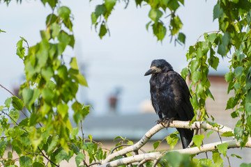 Lonely black crow sits on a birch branch after rain