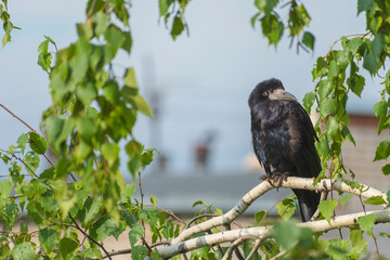 Lonely black crow sits on a birch branch after rain