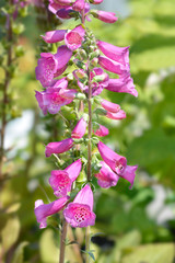 Common Foxglove