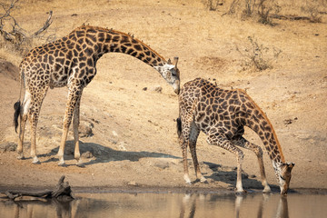 Two adult male giraffe standing at edge of river with one drinking in Kruger Park South Africa