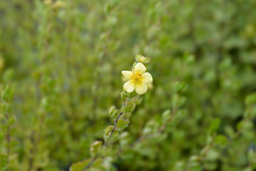 Shrubby Cinquefoil