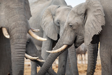 Herd of elephants gathered together in a group at a water hole drinking in Savuti Botswana